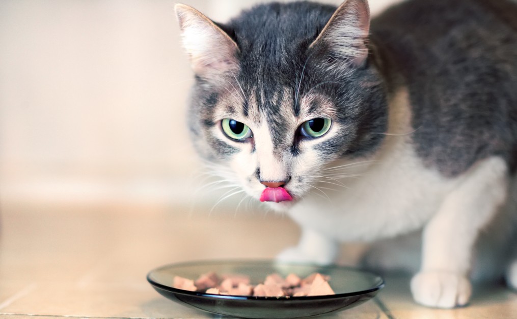 Should You Feed Your Pet Raw, Homemade, or Commercial Pet Food?